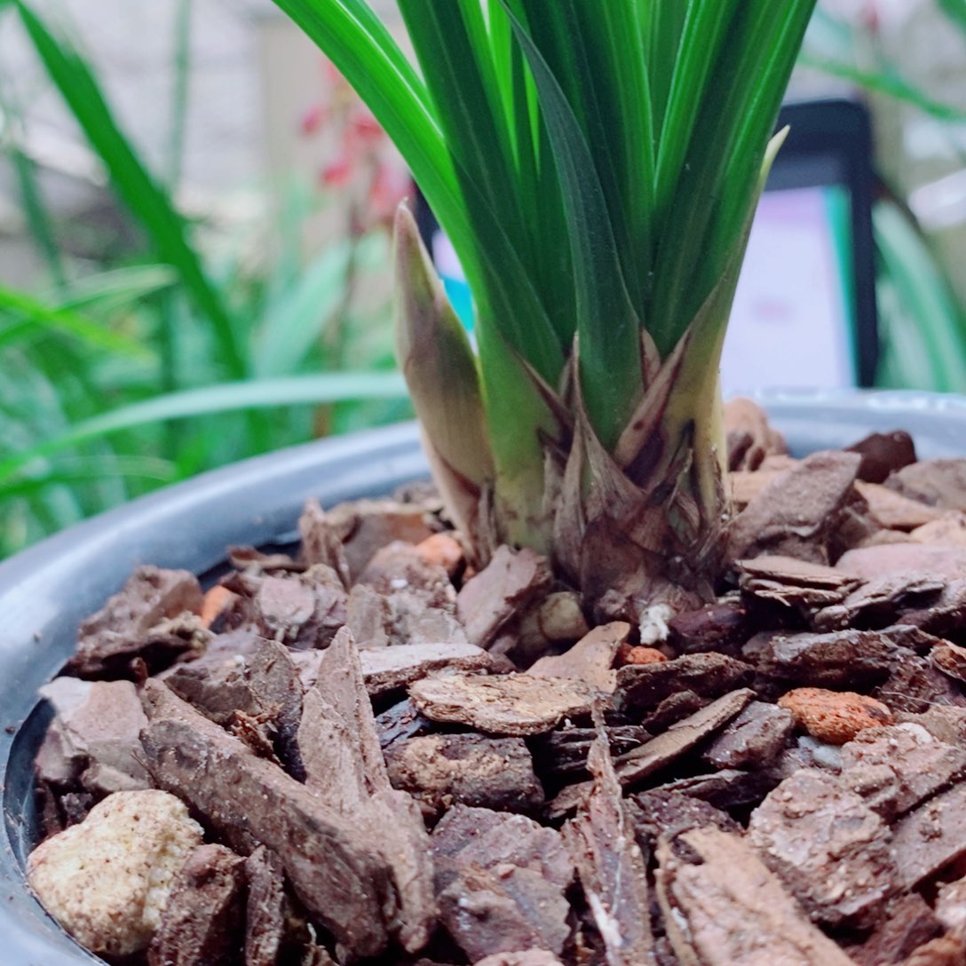 大部分花苞少量开放