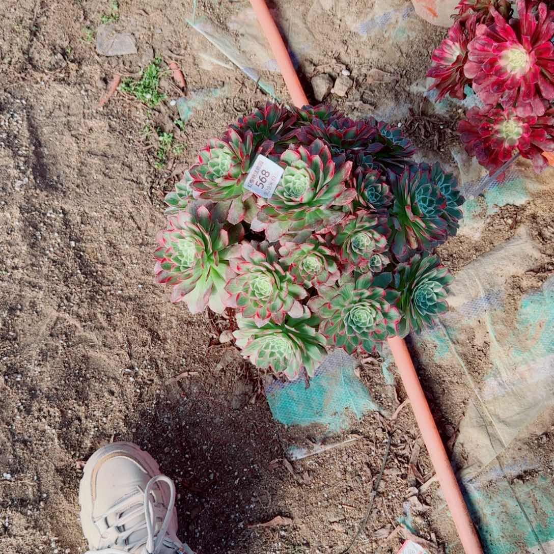 莲花法师多肉568