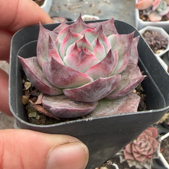 73惊鸿多肉植物多