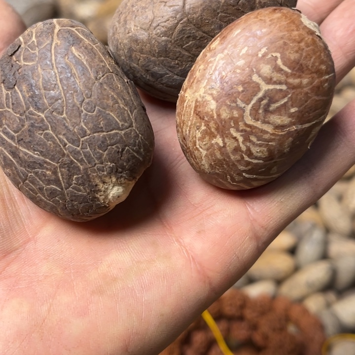 千眼菩提吊坠象牙果三颗90号