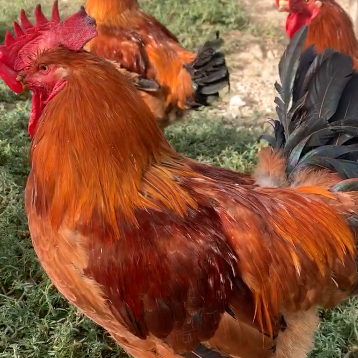 真正果园散养土鸡【活鸡现宰，现称改价】重量以直播间为准