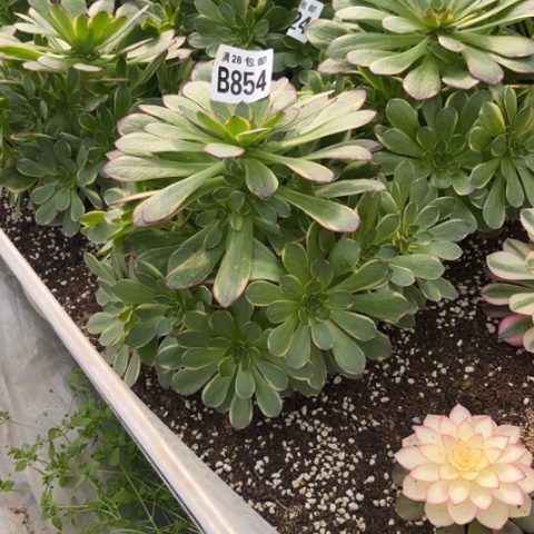 854半夏不包断枝