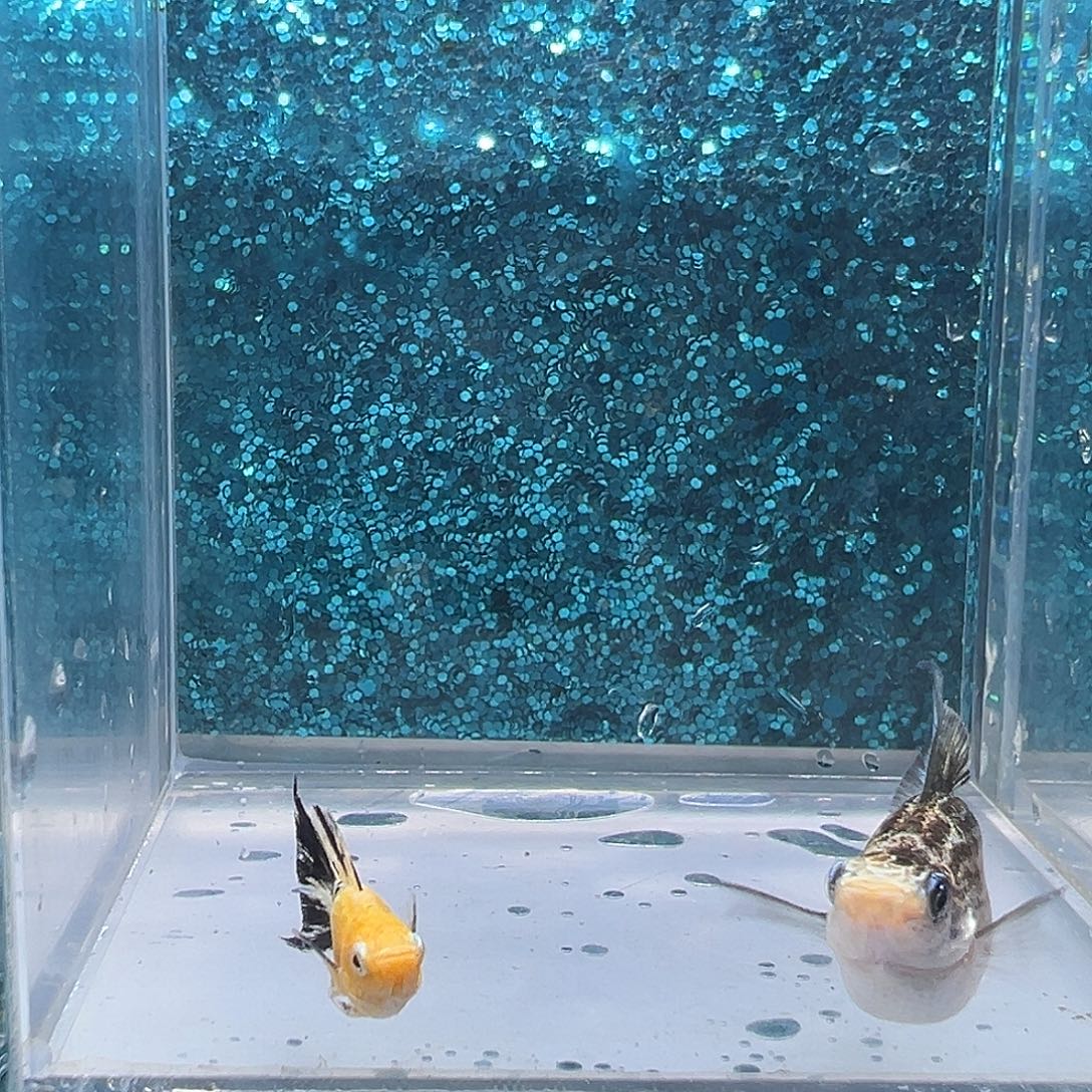 孔雀鱼皮卡丘玛丽一对0080