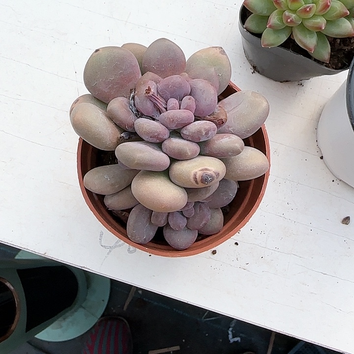 青蛙王子儿童牙膏111