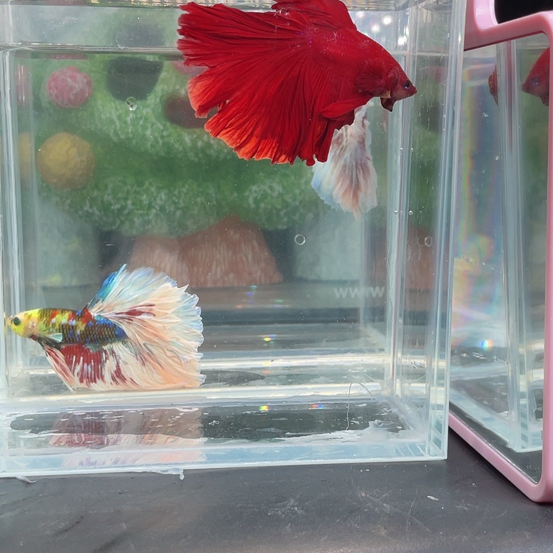 斗鱼8号1227晚大红袍巨斗