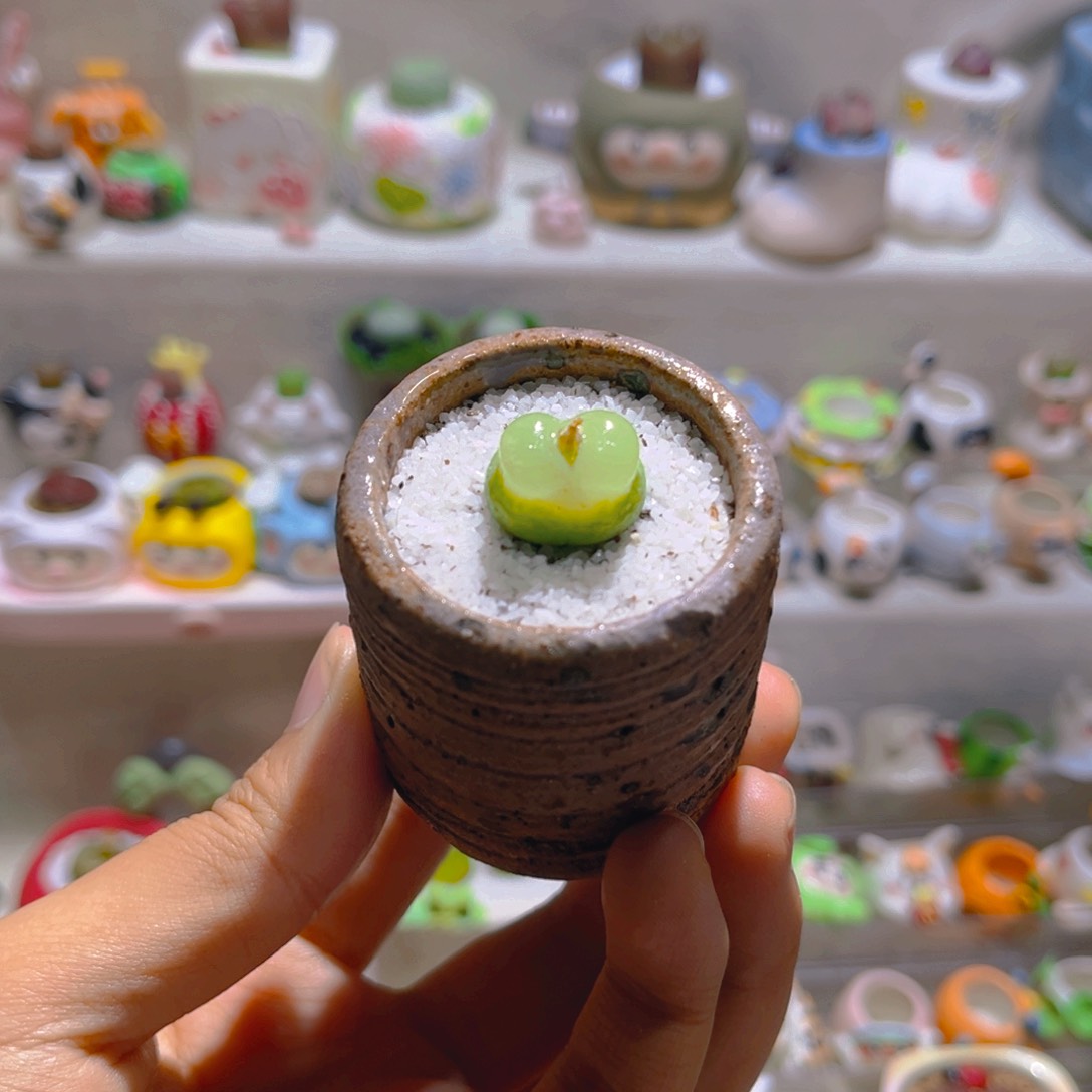 035高端多肉1.6厘米拉登带盆土一套98