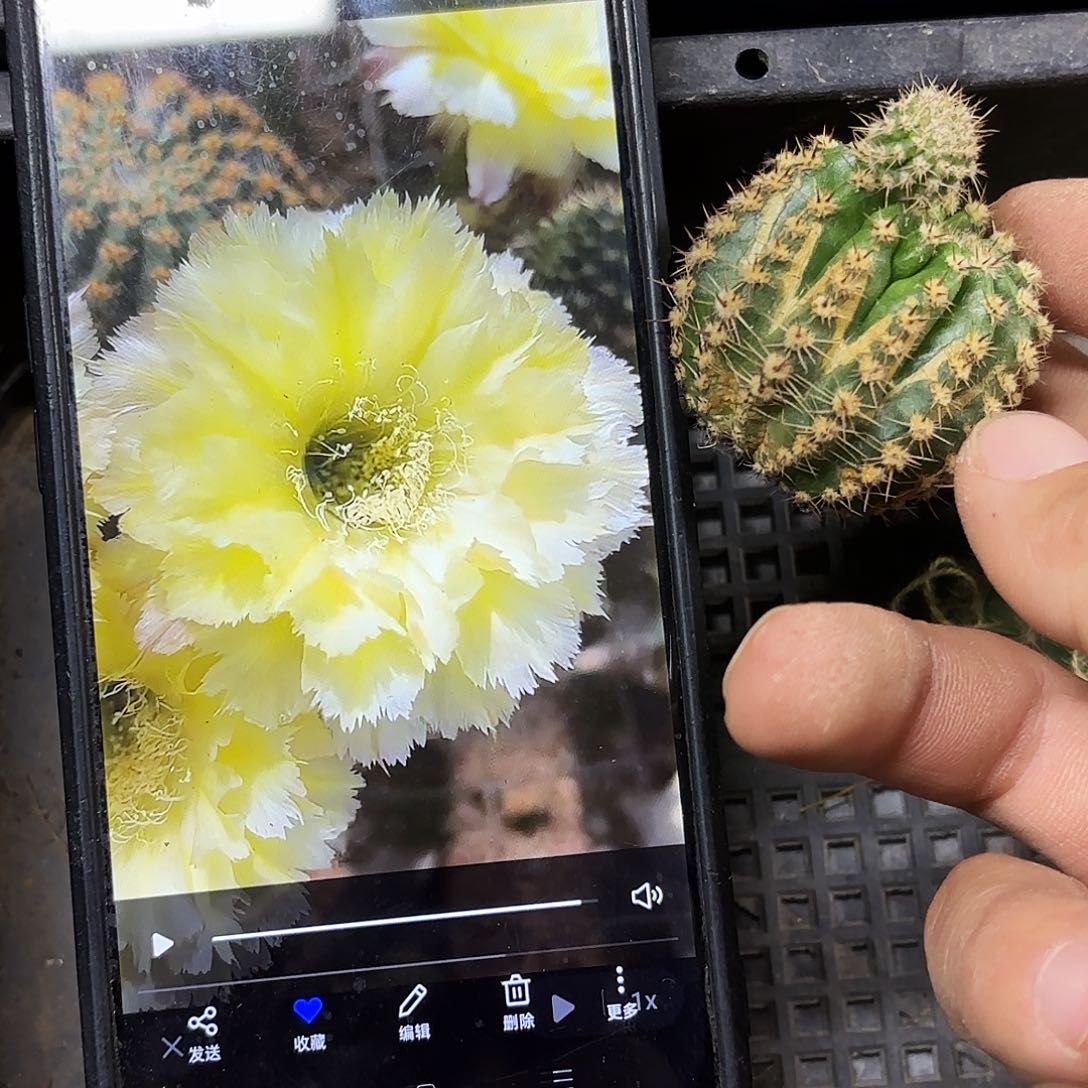 梨花落彩瑕疵小斑侧牙20包邮55