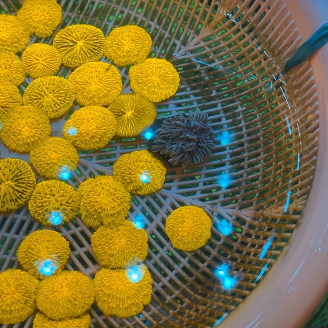 金***务奶嘴海葵飞盘111年