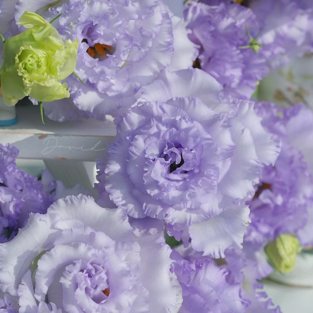 农民浅紫洋桔梗基地种植现采现发