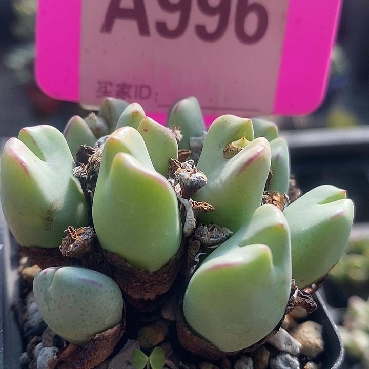 在下单后我再去给大家996