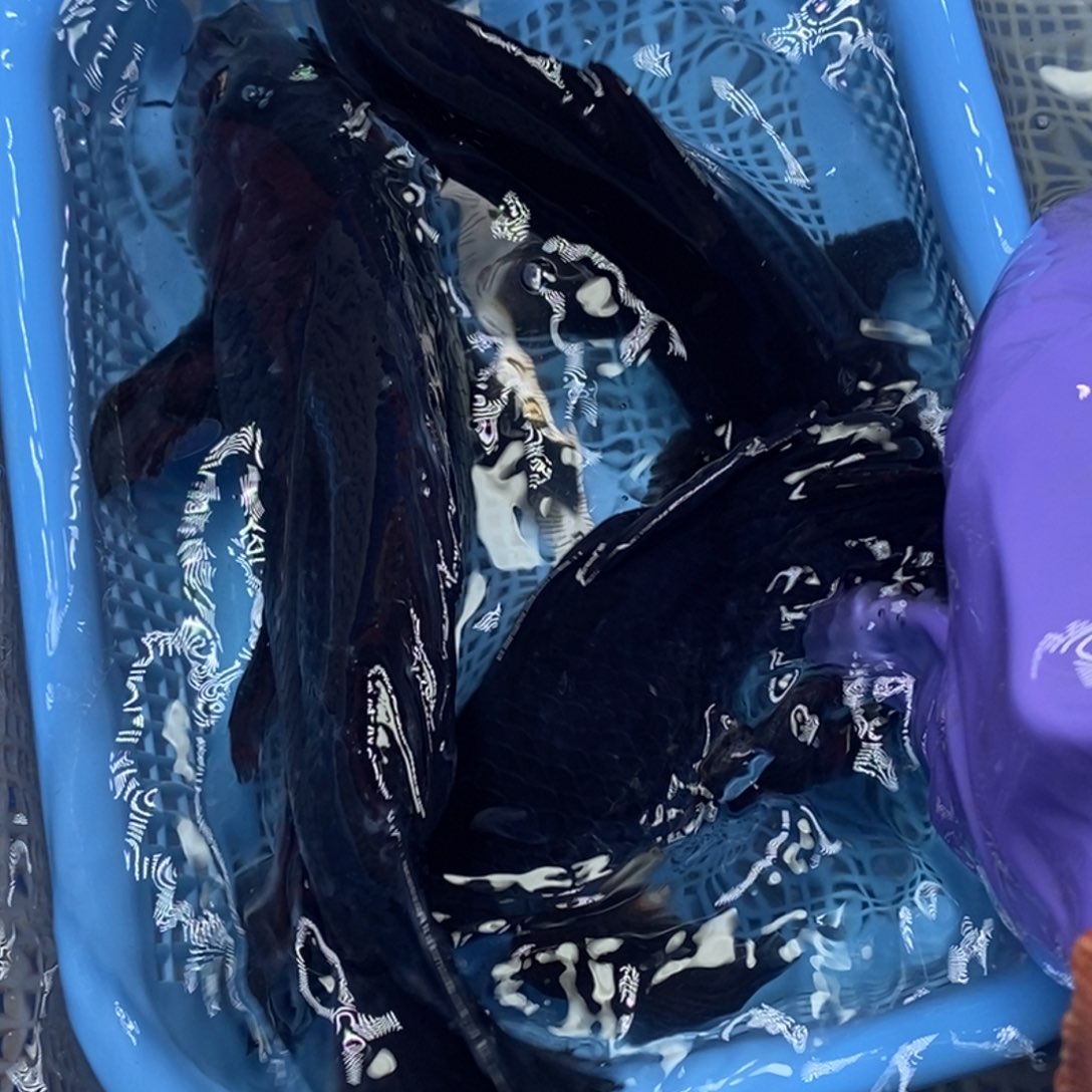 锦鲤冷水锦鲤包邮