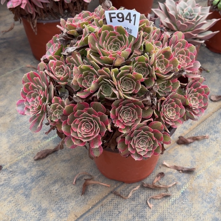 瑞妈多肉园艺941安娜