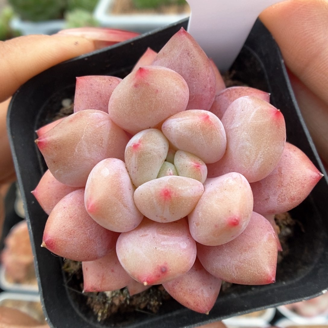 车厘子可拍62号。  