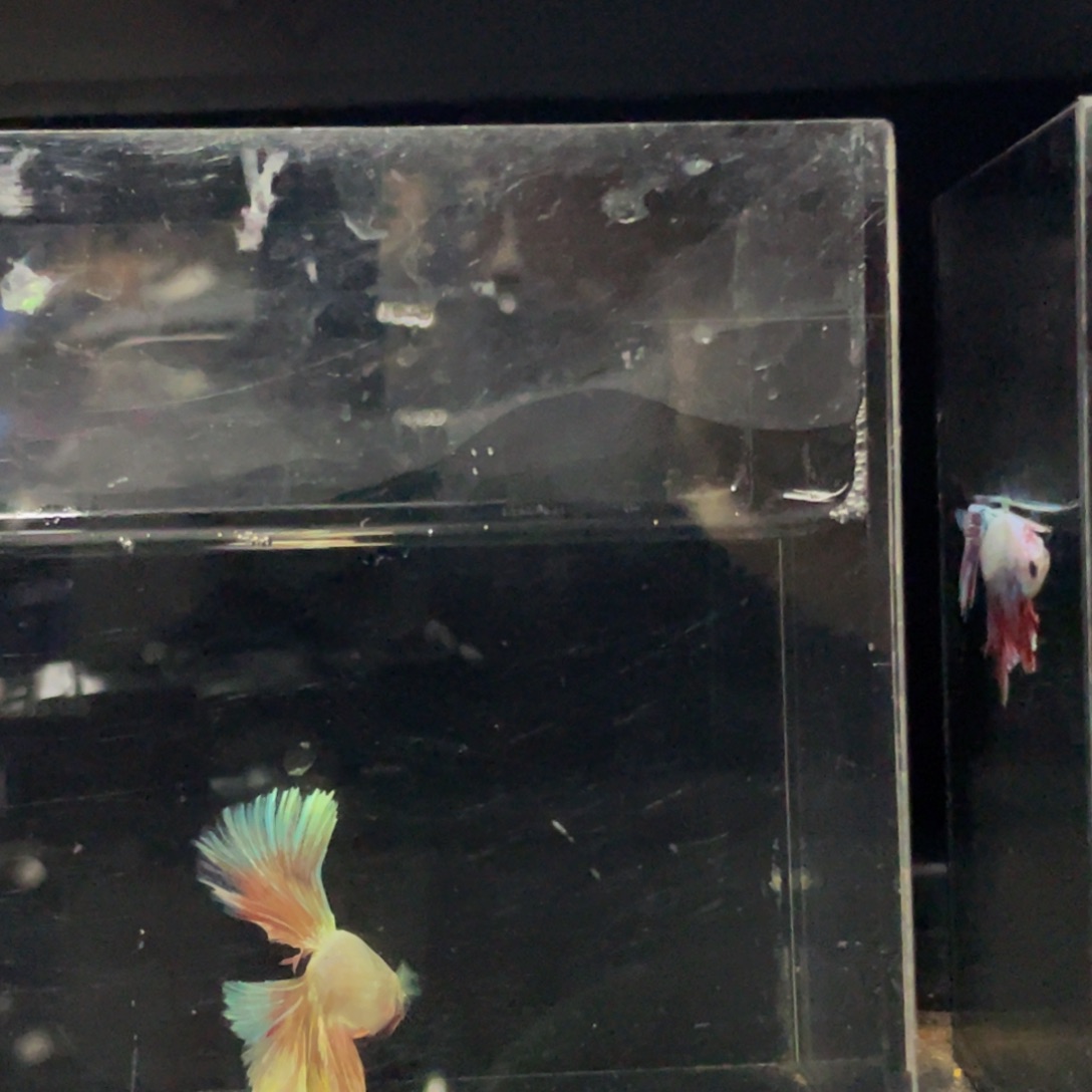 ****海水鱼Hahahahahahwh