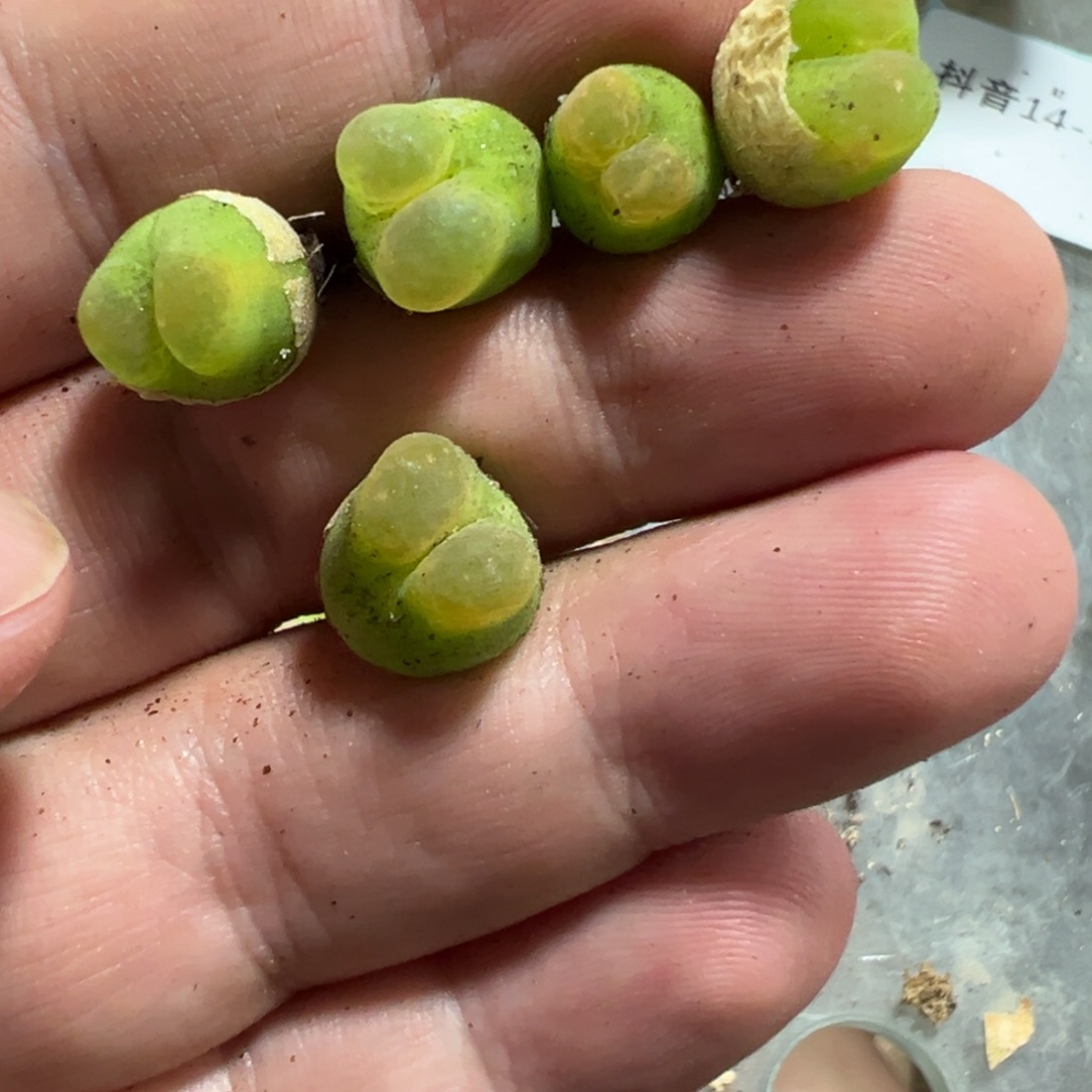 14-173肉锥多肉植物