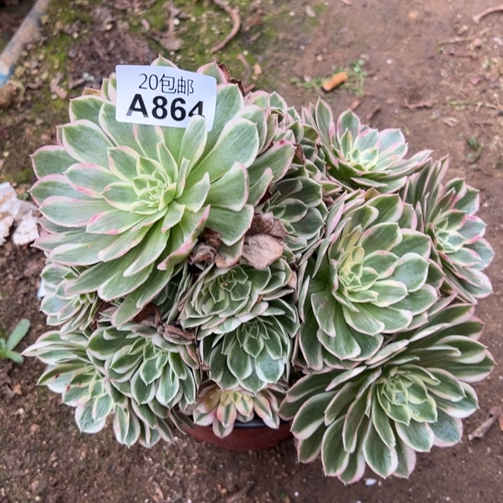多肉植物864不售后