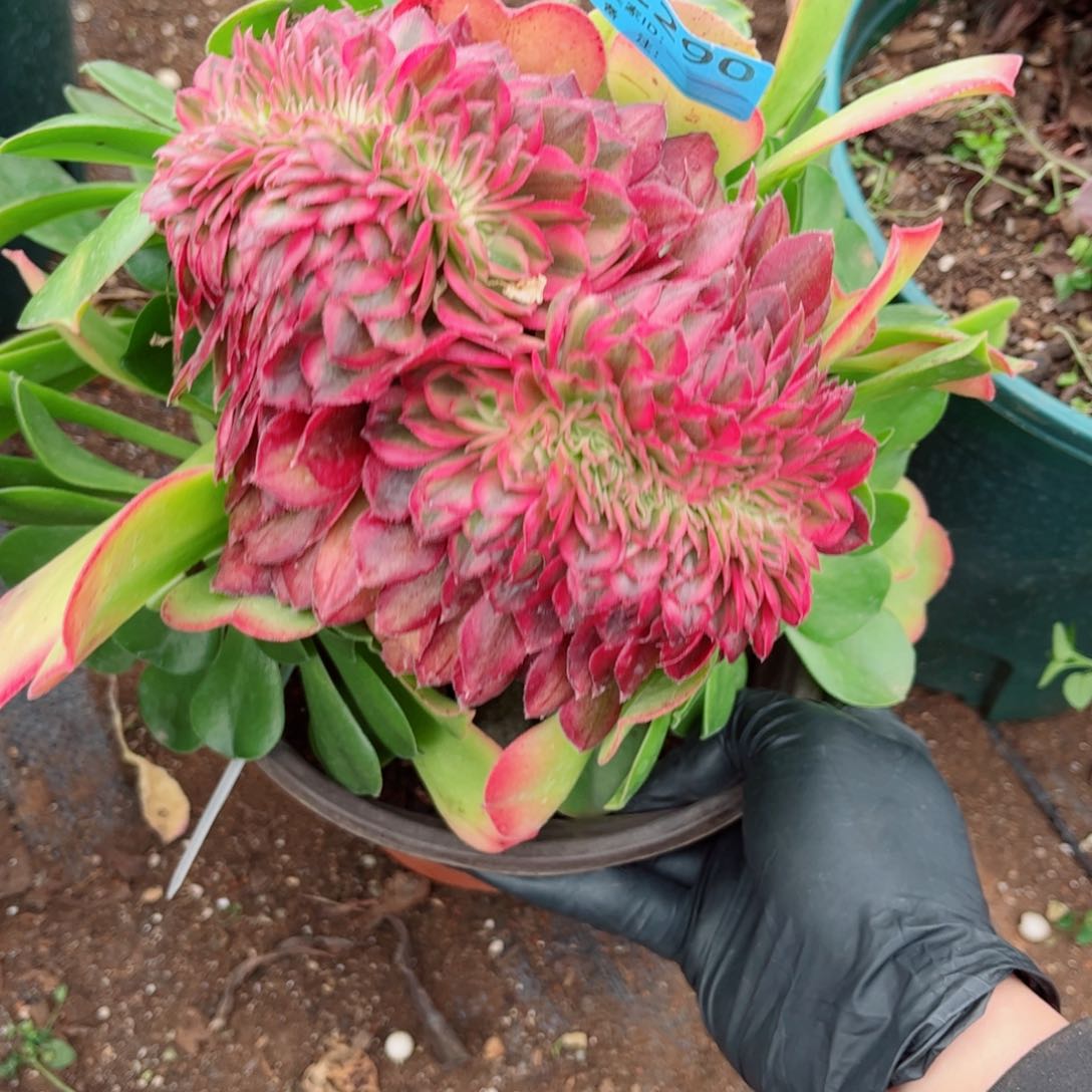 多肉植物290荔枝