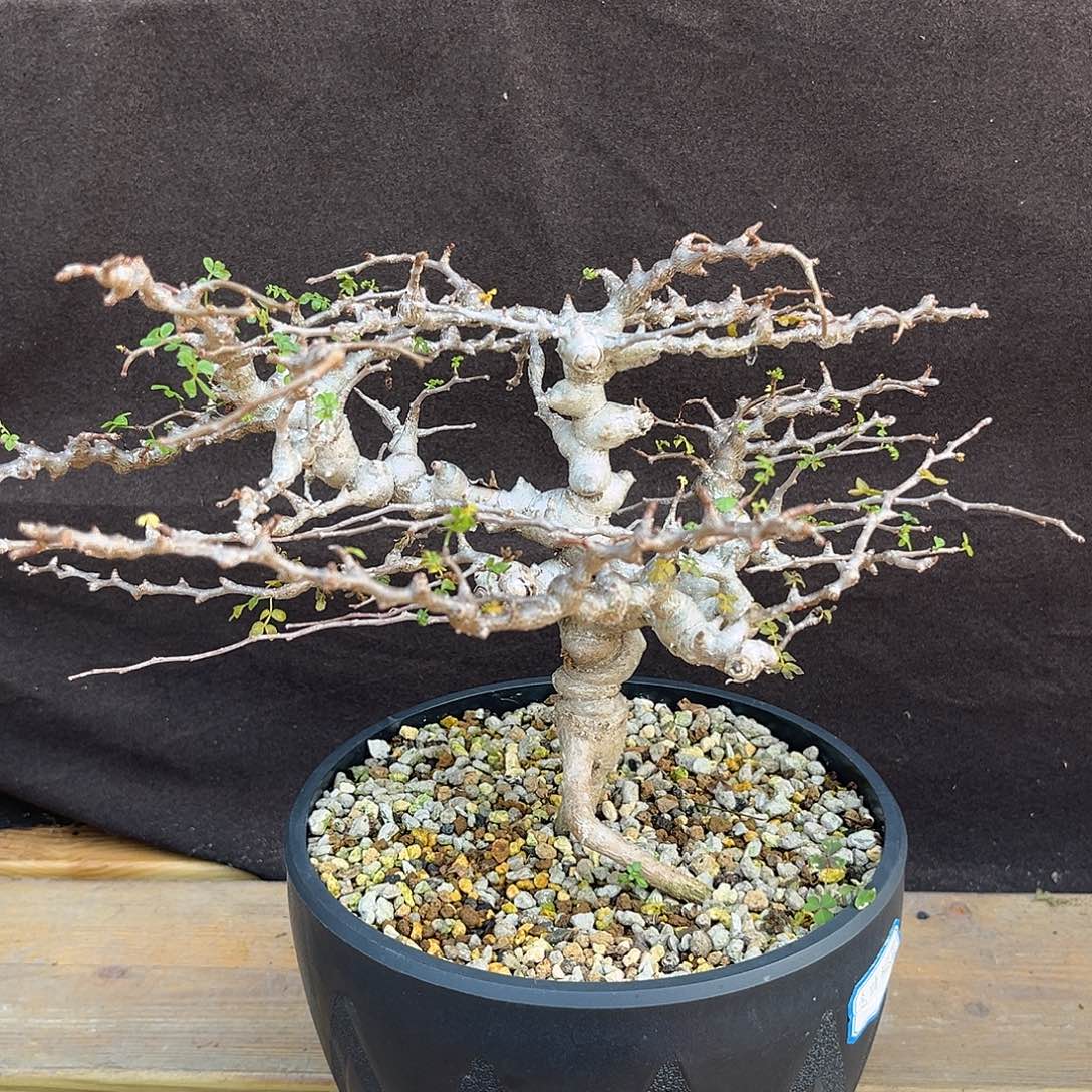 汤圆植物念珠橄榄