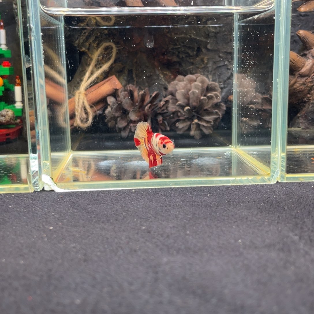 斗鱼十二月二十三日竞价