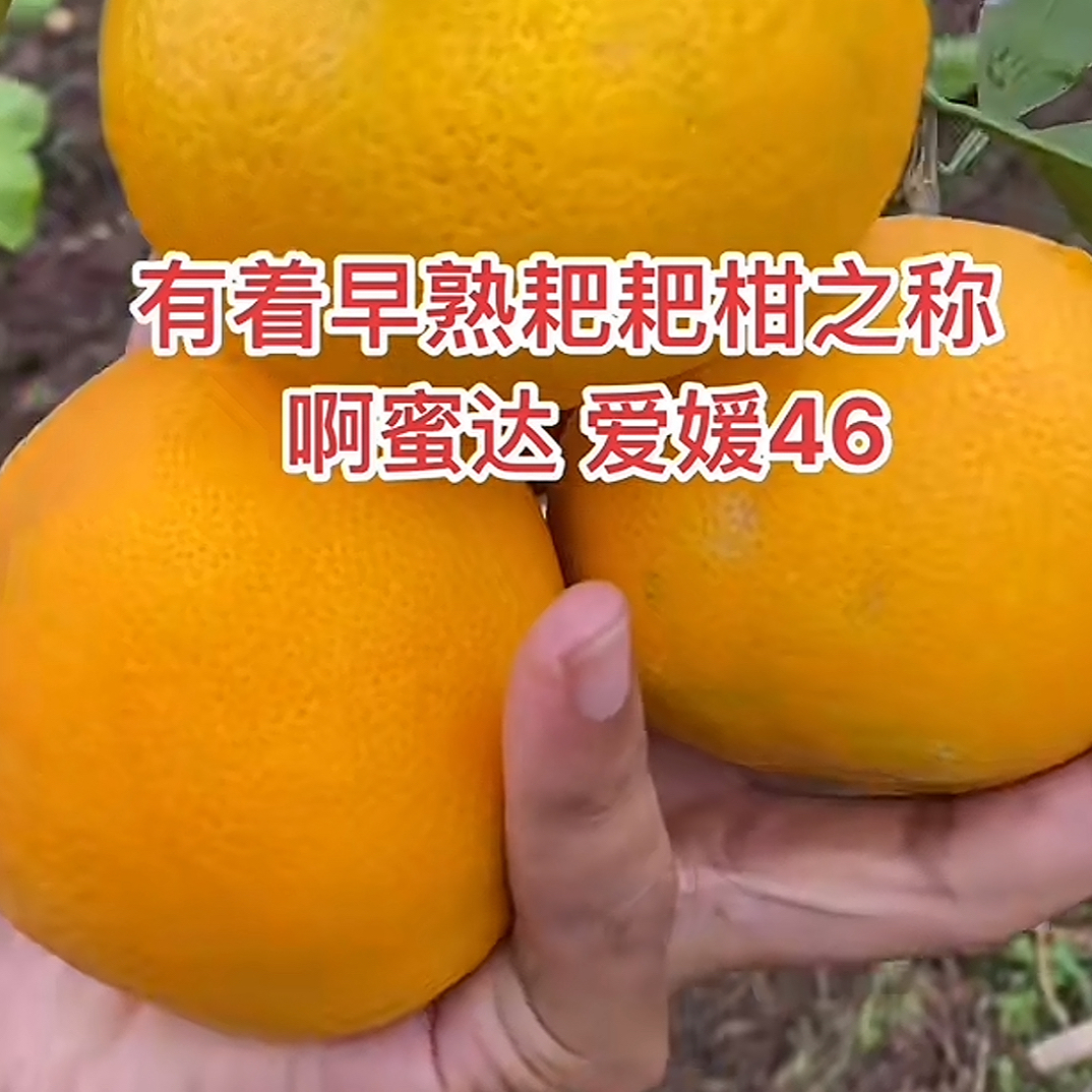 阿蜜达/爱媛46号柑橘树苗（杯苗）四川成都简阳基地直发