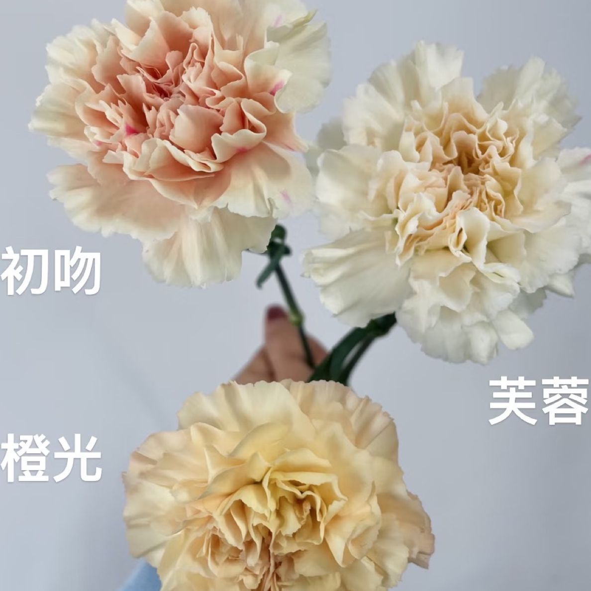 【香羿鲜花】初吻康乃馨10支/全场任意满两单及以上包邮