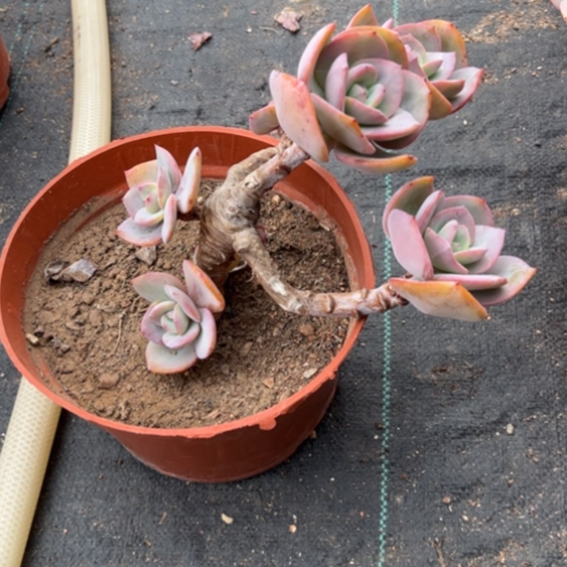 【闪购商品】?***乐白凤