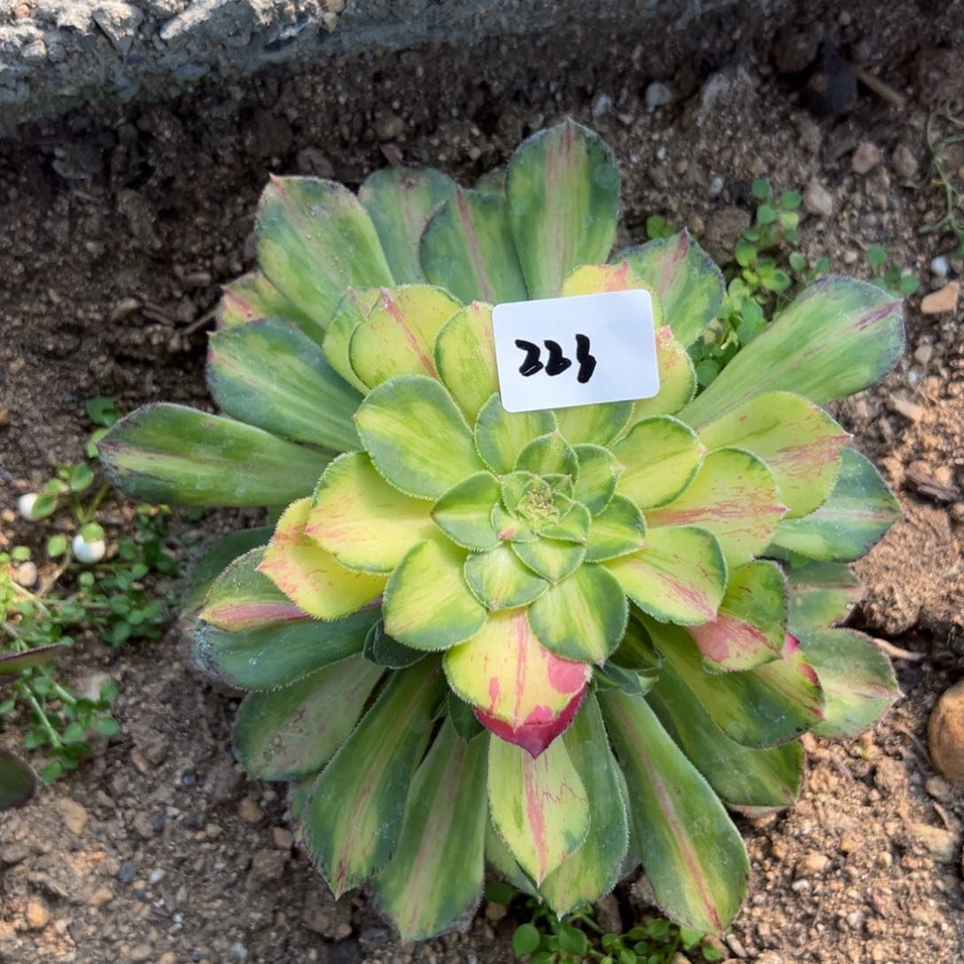 223知否多肉植物一