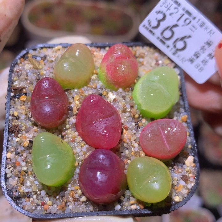 精品生石花219.366