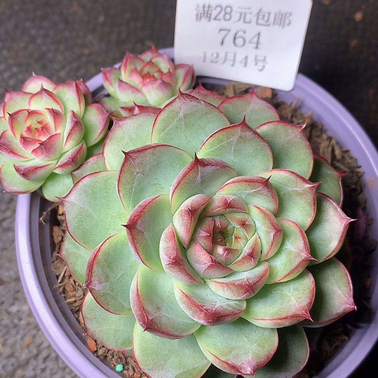 【闪购商品】云764号甜心珍妮