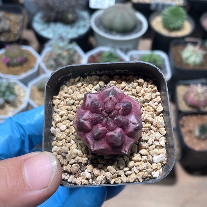 333紫色梦想仙人球