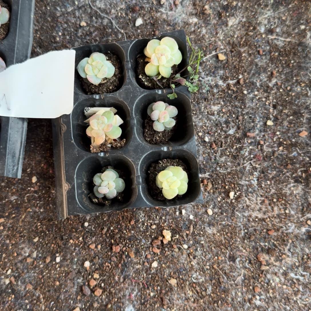 M一物一拍专拍链接