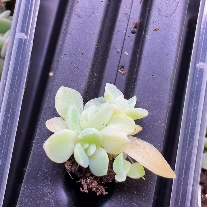 奶油财富四头1.5cm