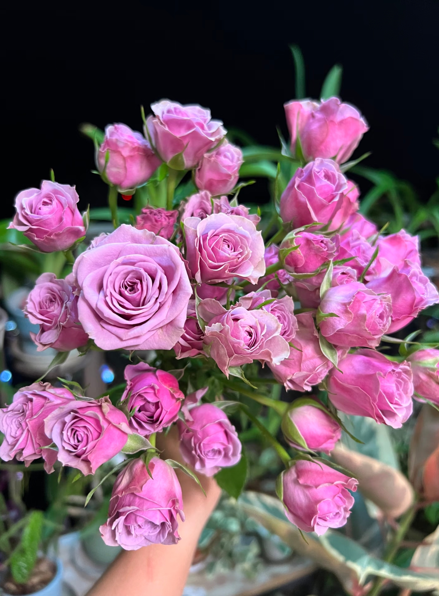 【紫琉璃】多头玫瑰方德品牌基地 | 全场鲜花任意满2单及以上包邮