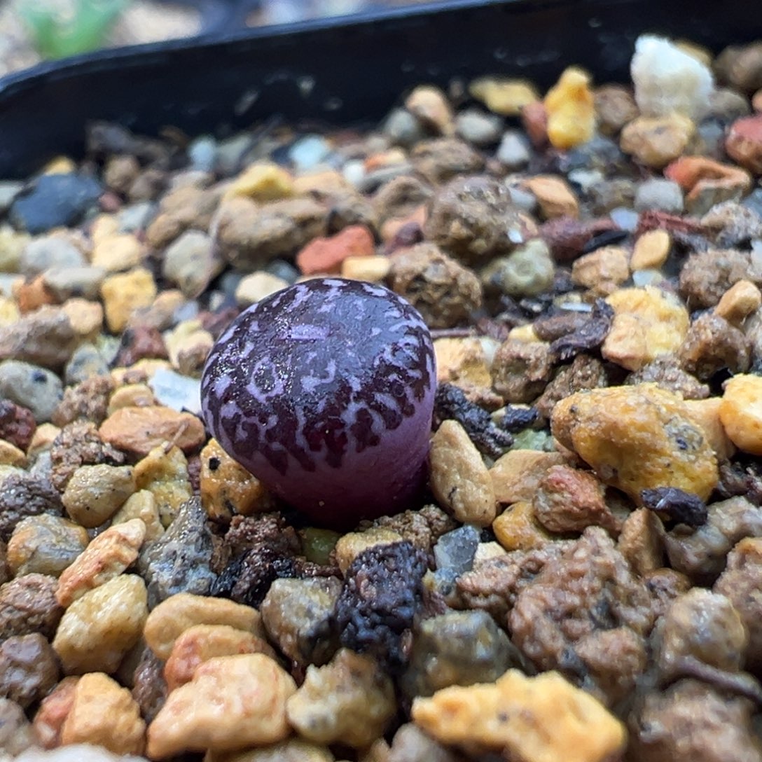 205bo墨后代一棵特