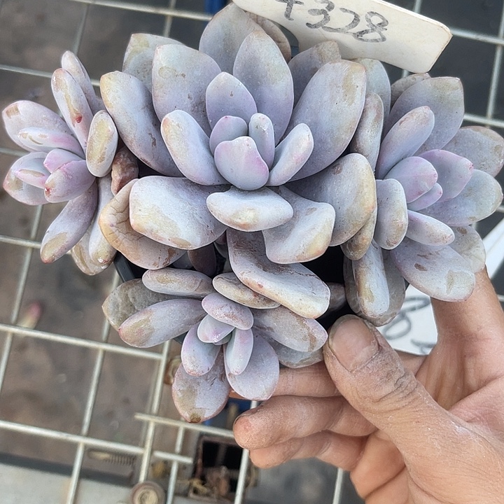 两单包邮，一物一拍，328粉兔