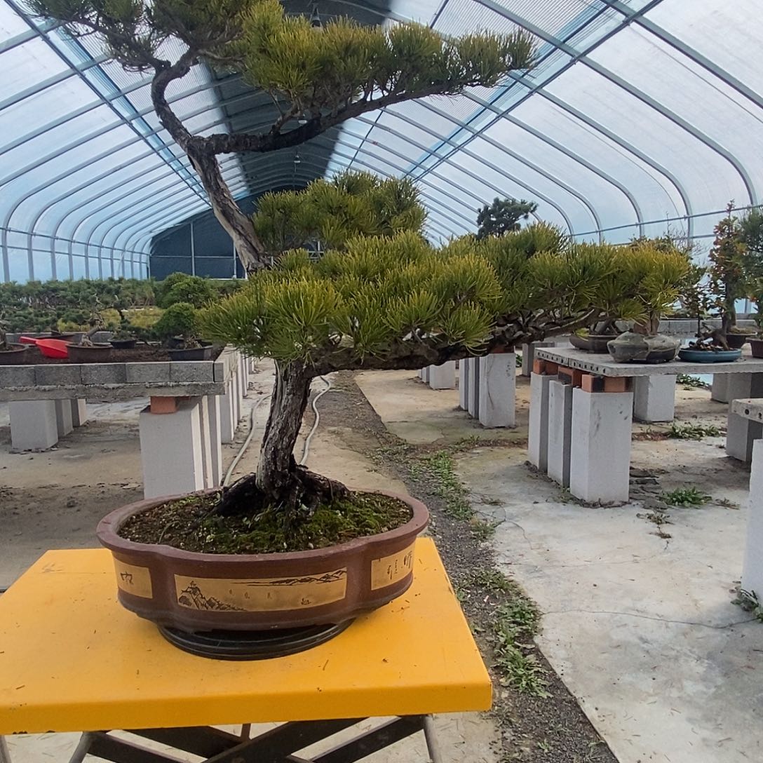 完全开放老盆口宫岛大阪的