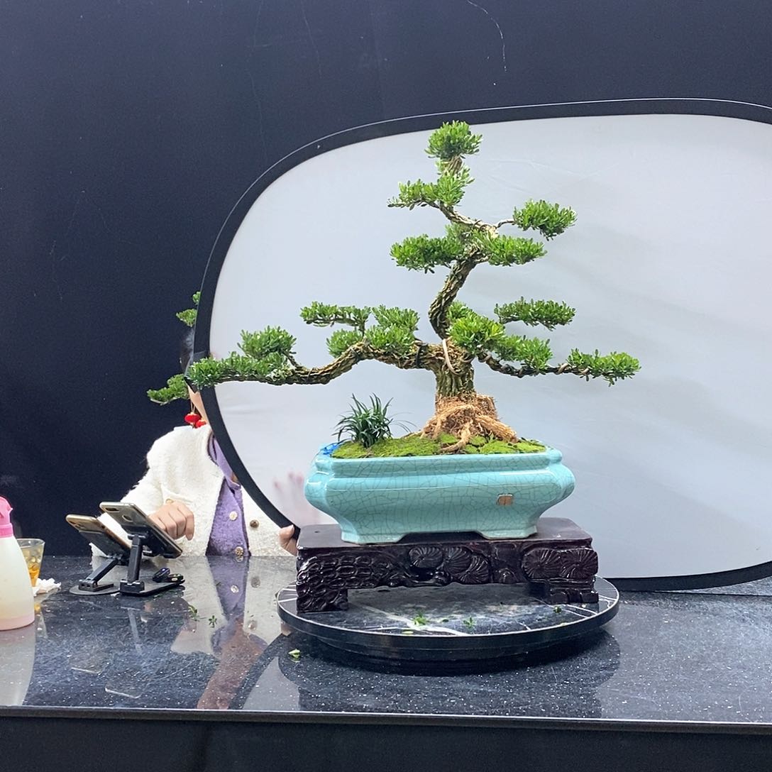 无花朵黄杨盆景艺术