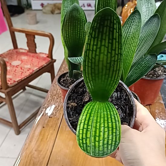 当前无花栽培后可以开花