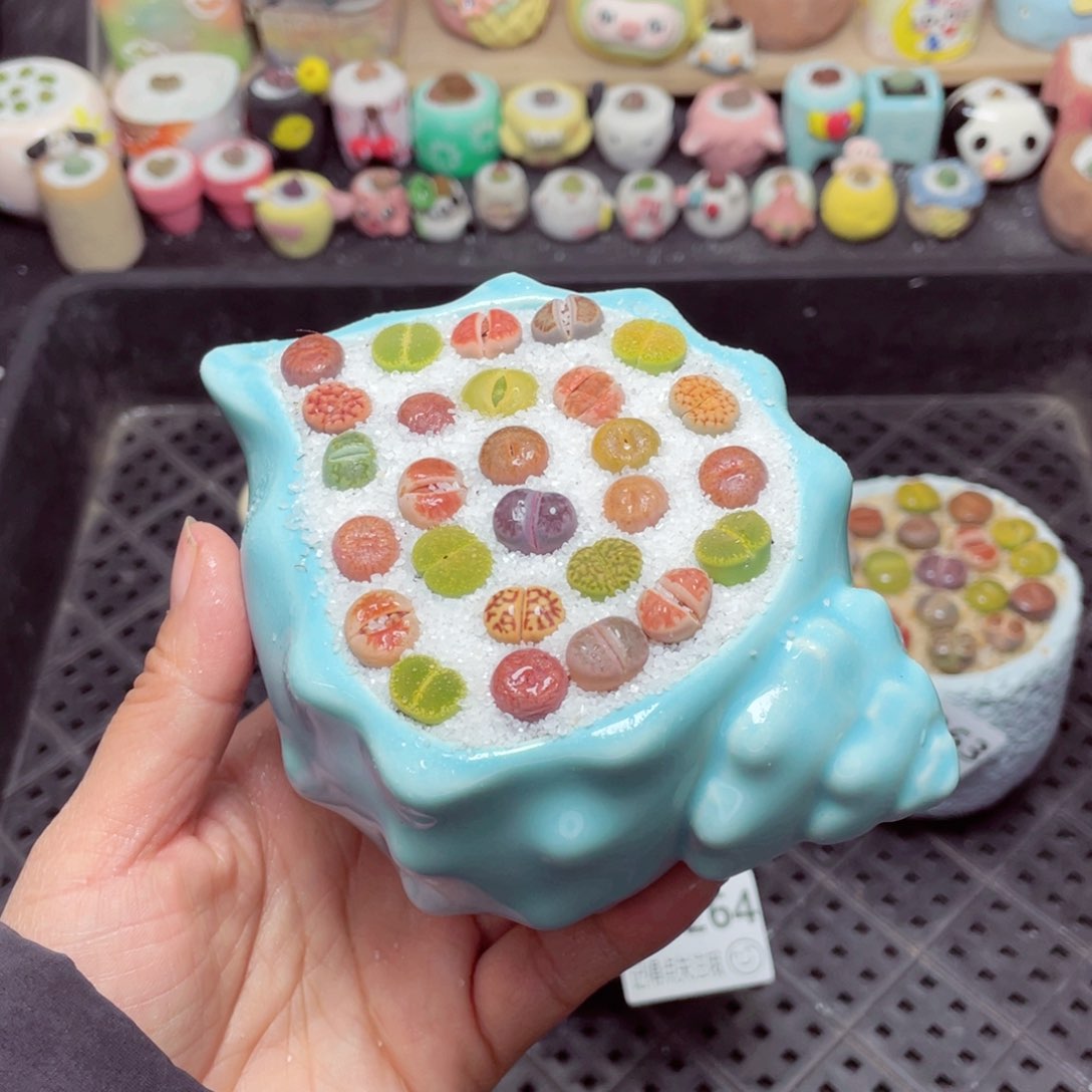 w6265 带盆土发货-零下地区拍保温箱