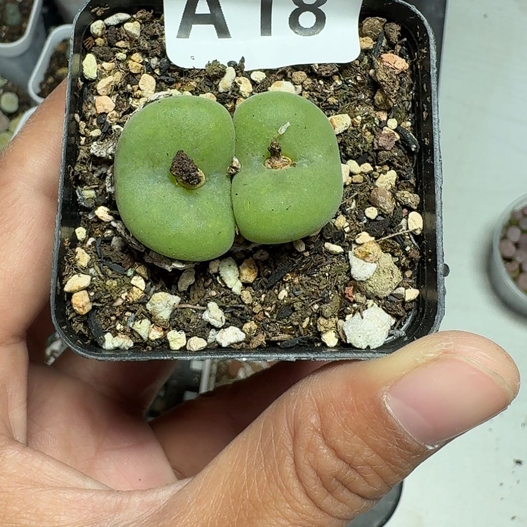 18多肉植物多肉植物
