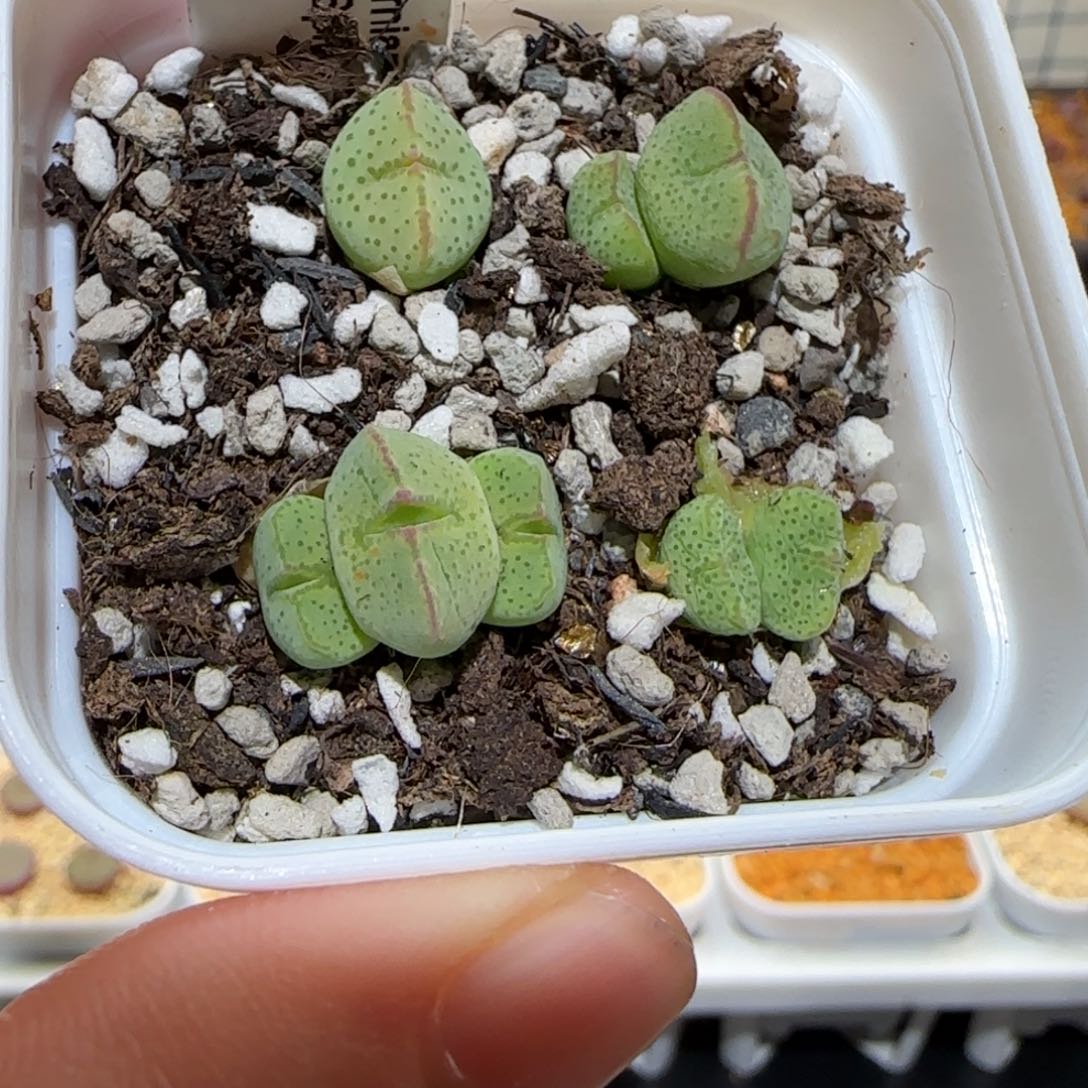 肉锥多肉植物百科-sb2035、1642