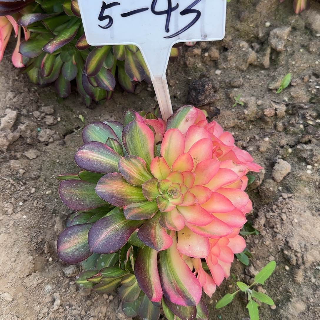 5-43流星雨…………………………”……--+++-