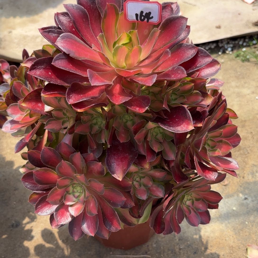 164皇后多肉植物绿植
