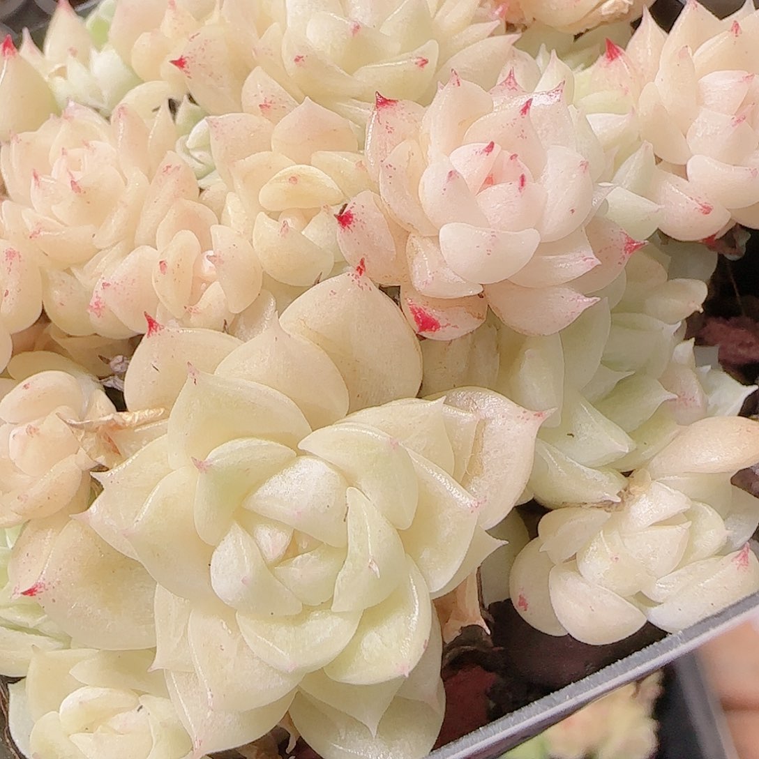 花语逸镜1127-103散