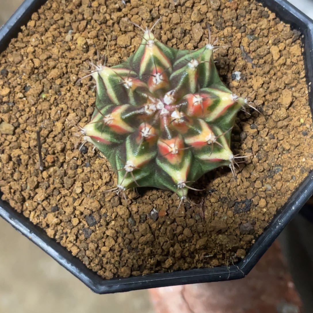 当前无花朵，栽培后可花朵虎斑V背锦