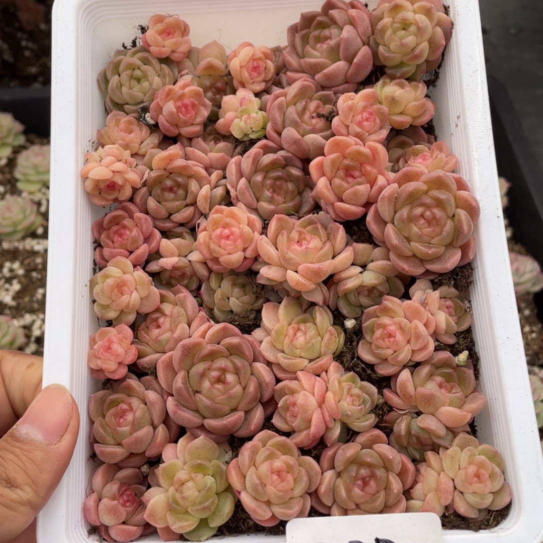 霂***4云糖心多肉植物228