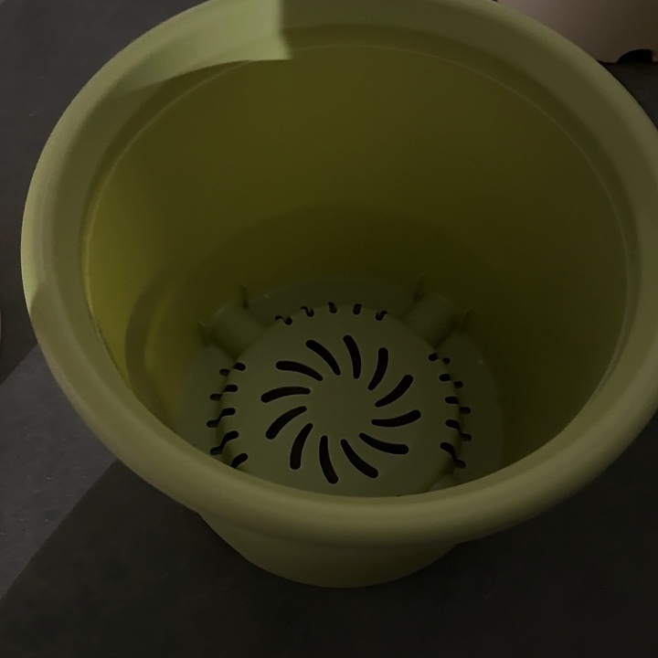 四季6号果绿无托7个特价微瑕