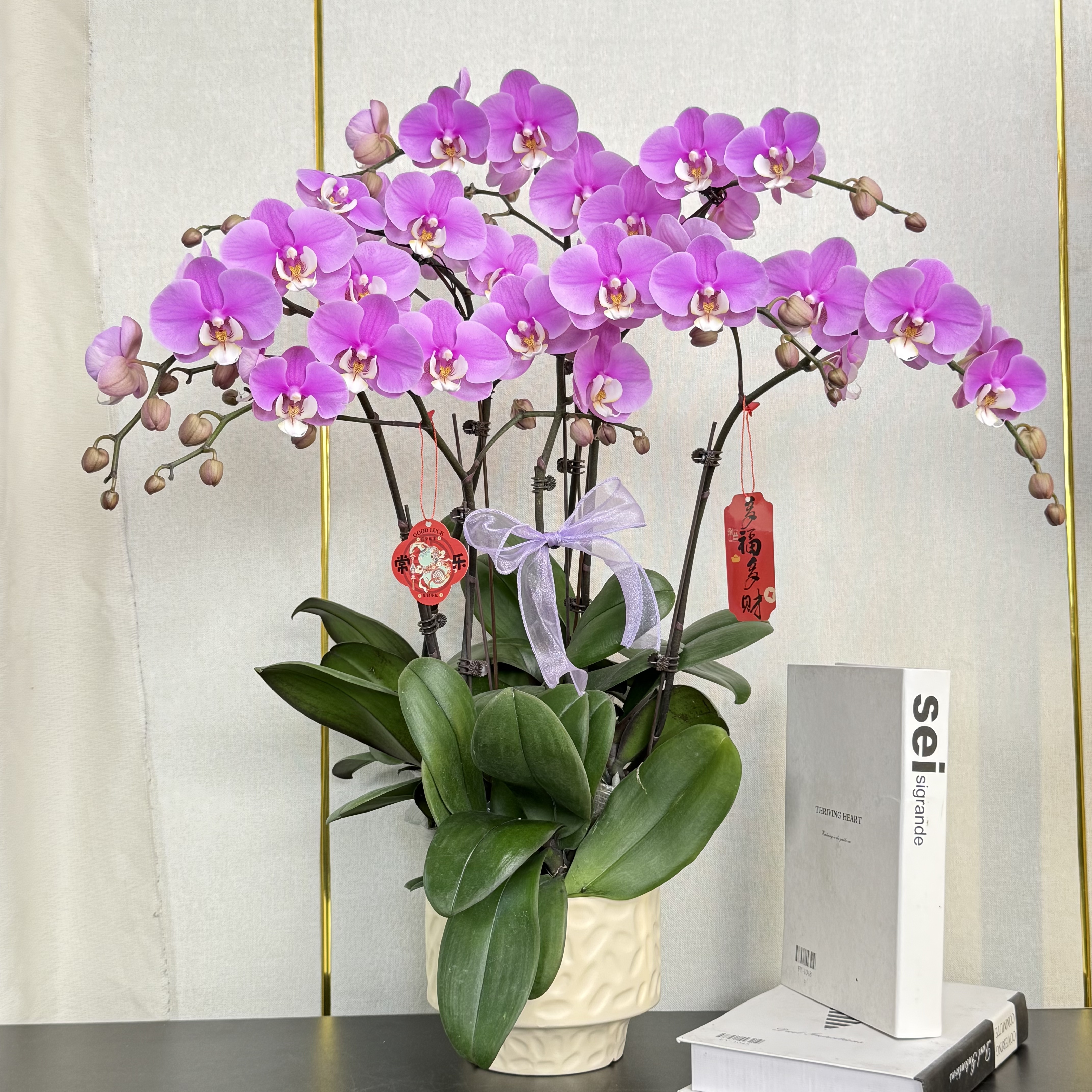 福禄禧【安娜】蝴蝶兰盆栽花卉观花植物室内四季开花陶瓷盆