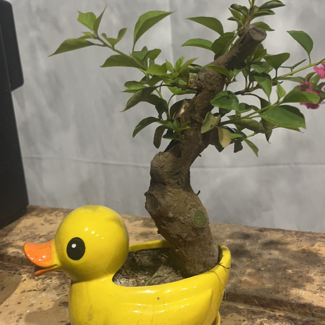 一物一拍三角梅老桩2号链接