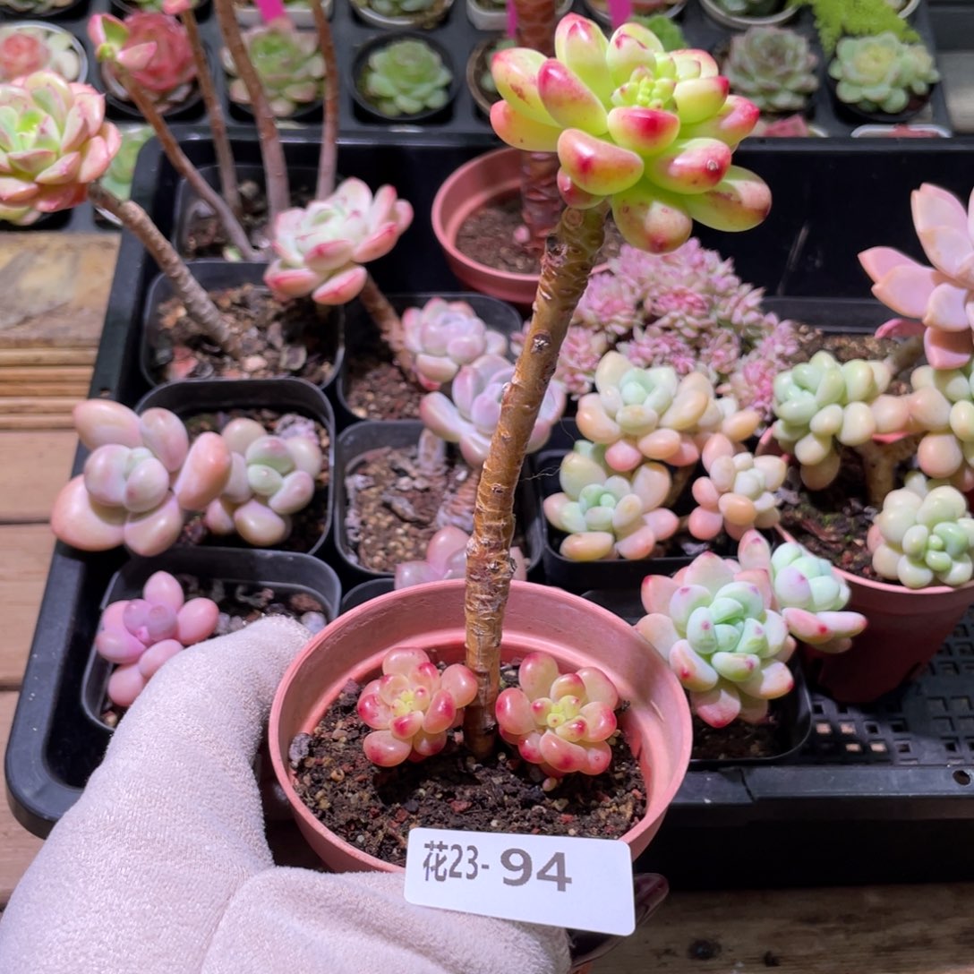 花利美23-94香格里拉